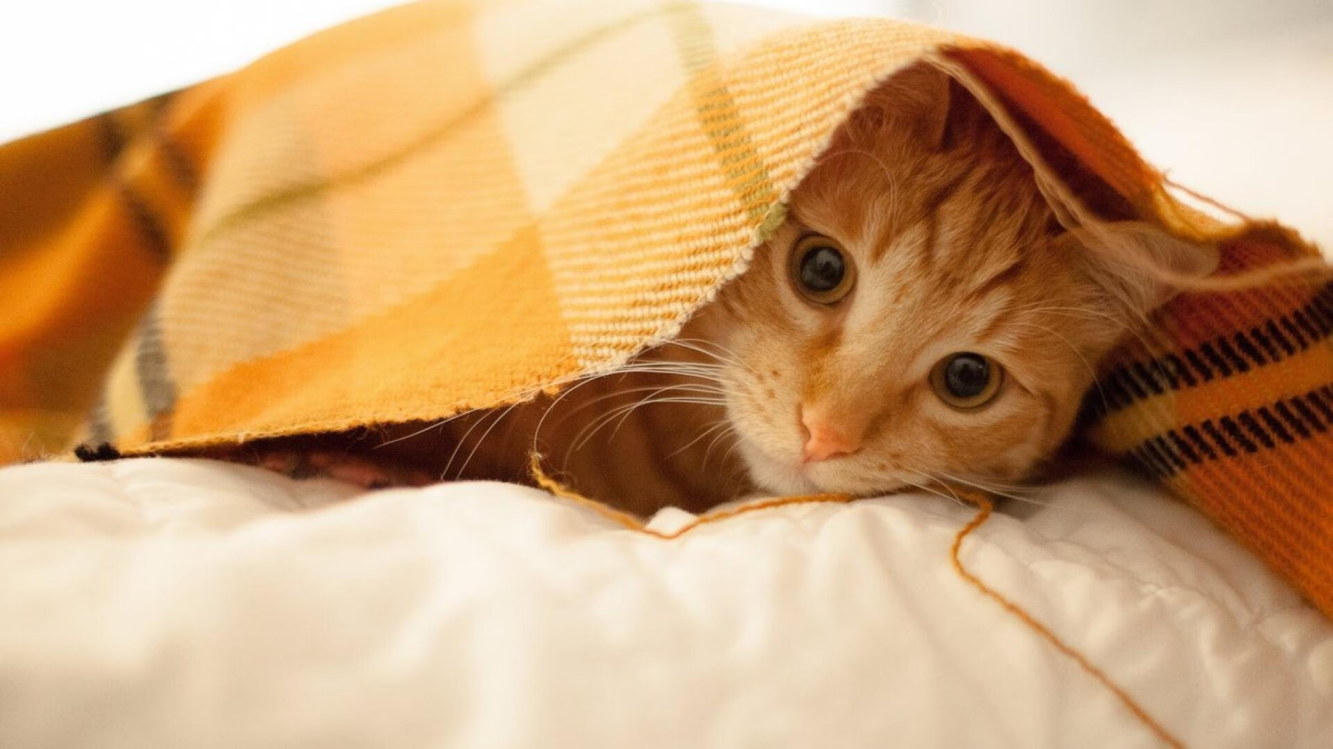 jiuyou游戏-NBA球队加速进军电竞行业，nba球队加速进军电竞行业的是谁