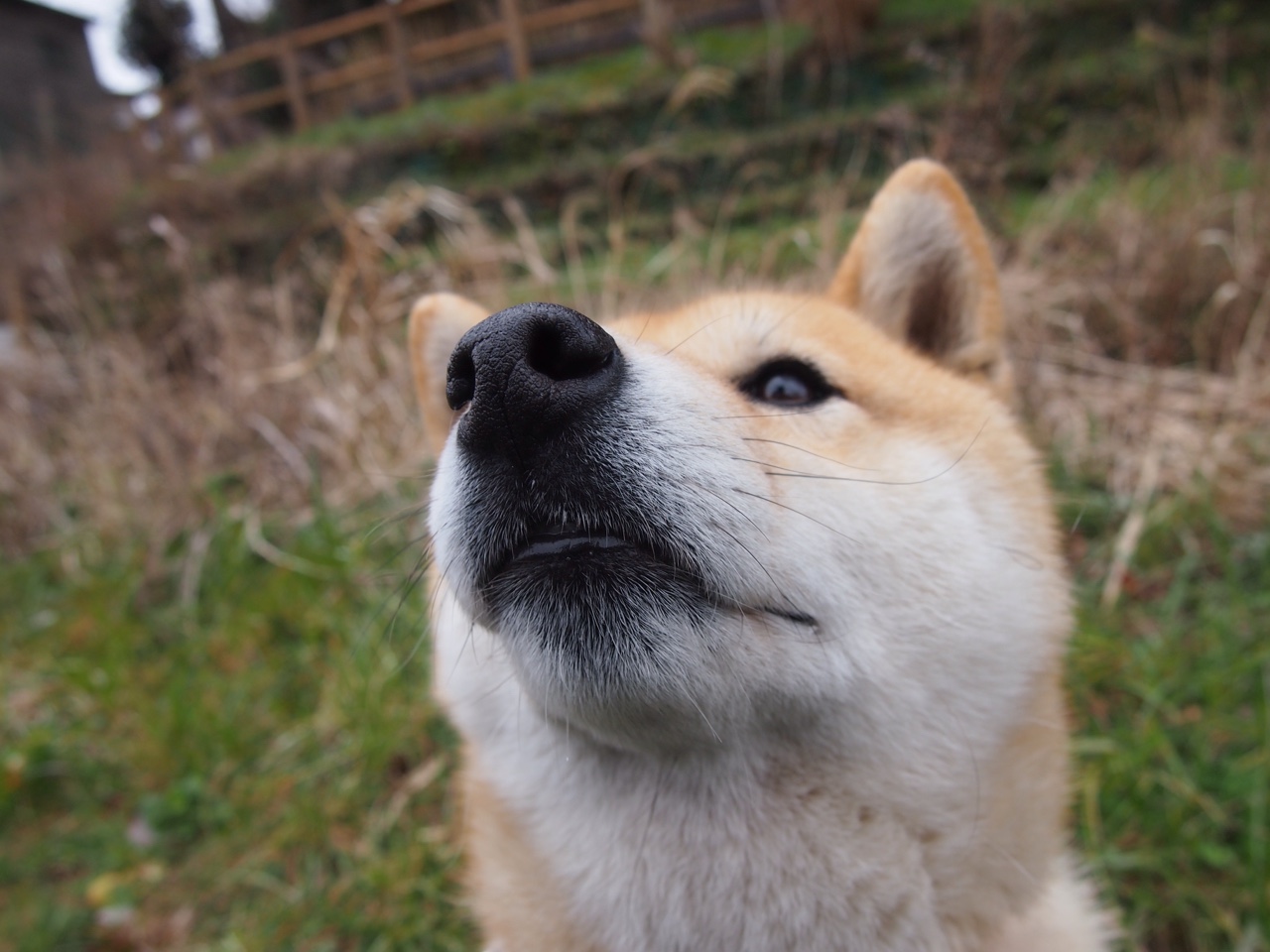 切尔西女足进攻火力强劲，切尔西女足欧冠