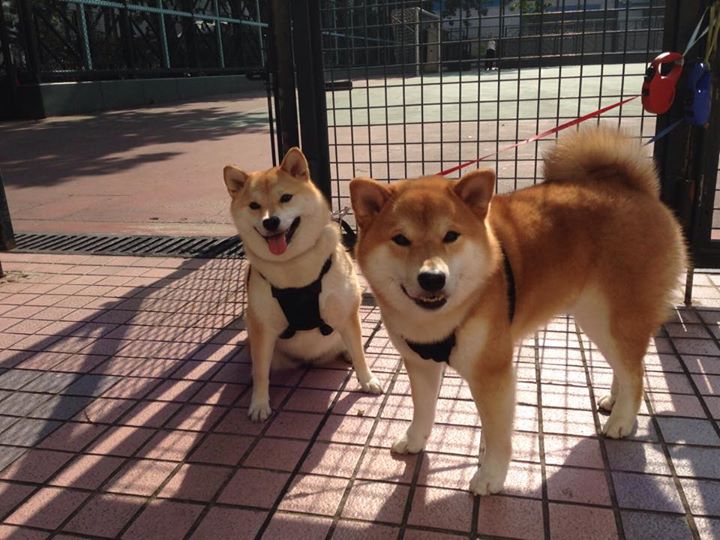 南安普顿主场不敌对手，遭遇意外失利，南安普顿首发