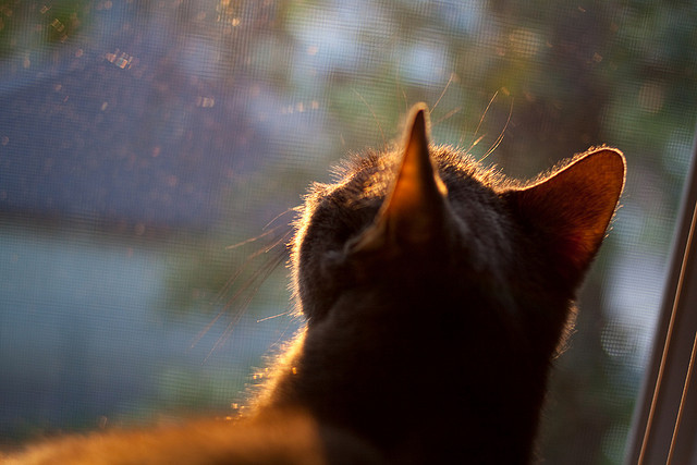 多特蒙德主场绝杀曼城，成功晋级半决赛！，多特蒙德对曼城首发阵容