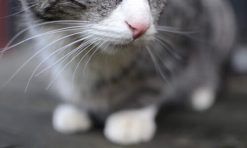 jiuyou入口-弗赖堡主场1-0战胜斯图加特，保级关键三分，弗赖堡vs菲尔特直播