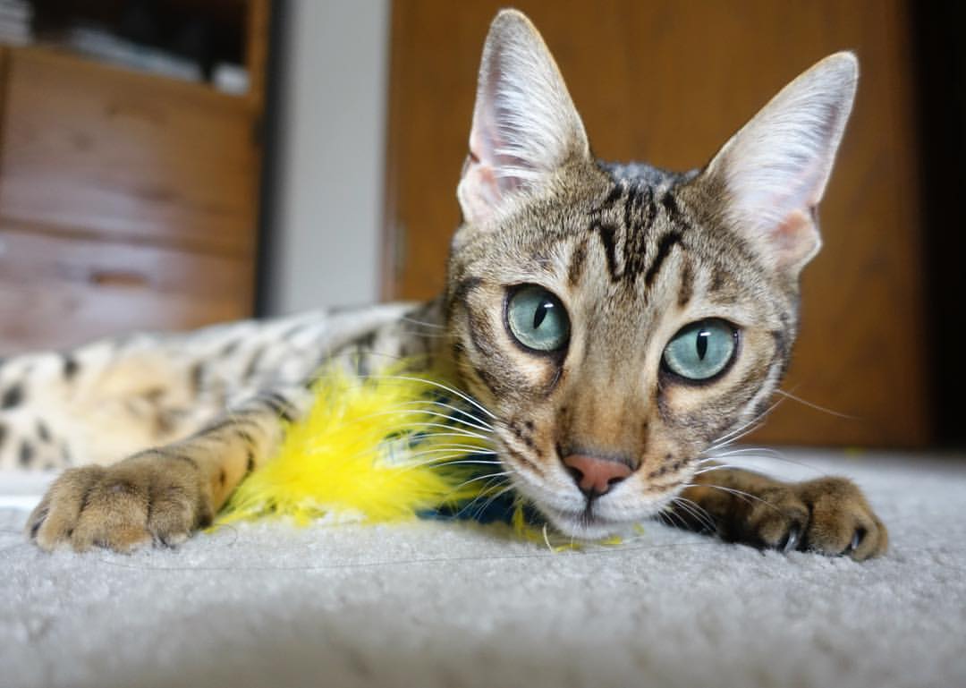 世界围棋赛新人异军突起表现稳定，世界围棋比赛视频讲解